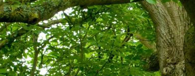 Črni oreh (Juglans nigra)